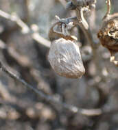 Image of Rhopalomyia rugosa Gagne 1983