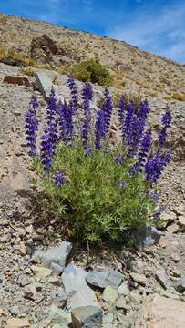 Image of Lupinus oreophilus Phil.