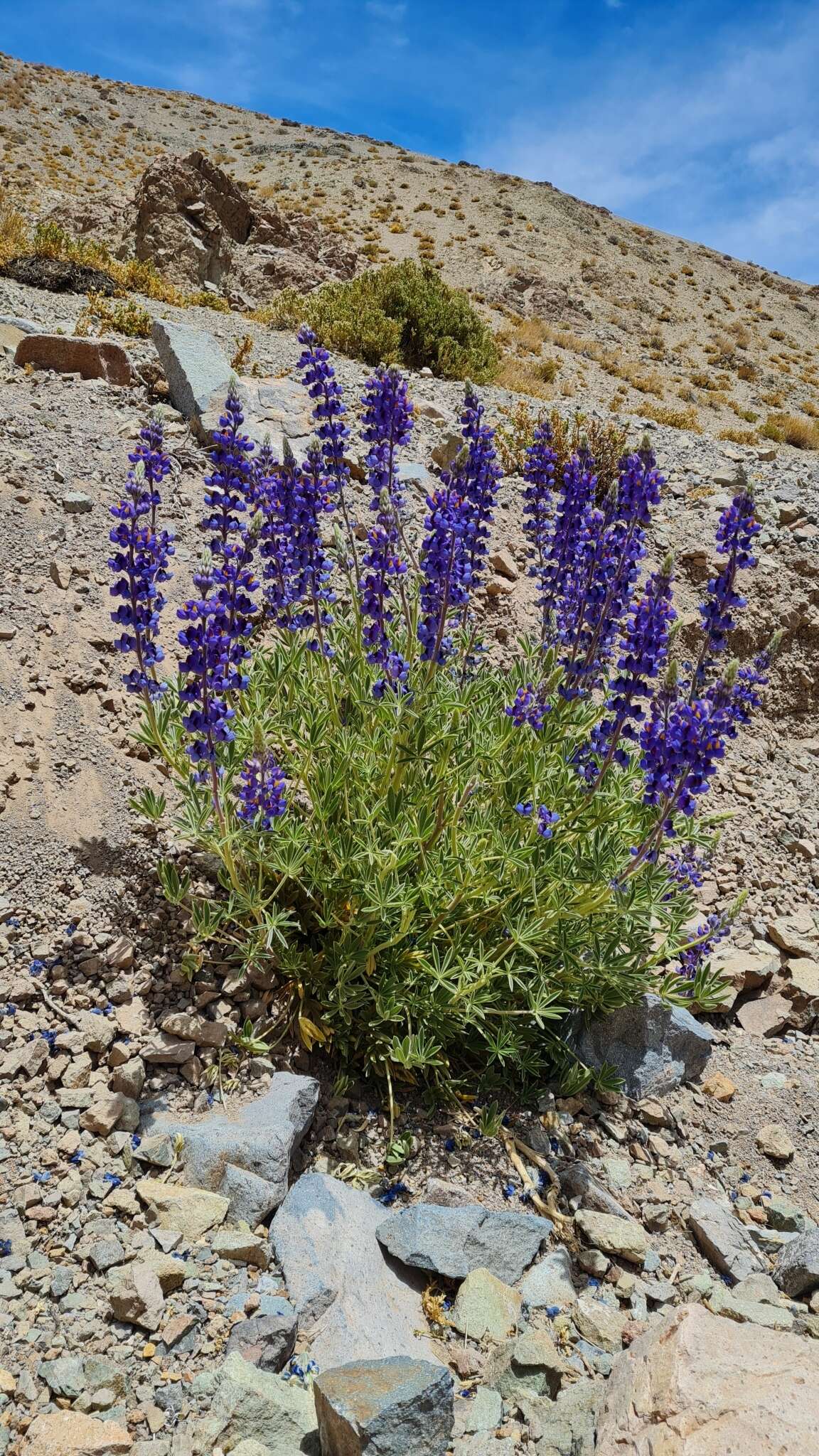 Image of Lupinus oreophilus Phil.