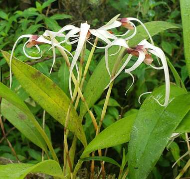 Image of Maxillaria ecuadorensis Schltr.