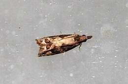 Image of Lantana Flower-Cluster Moth