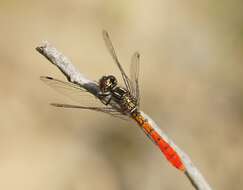 Image of Eastern Pygmyfly