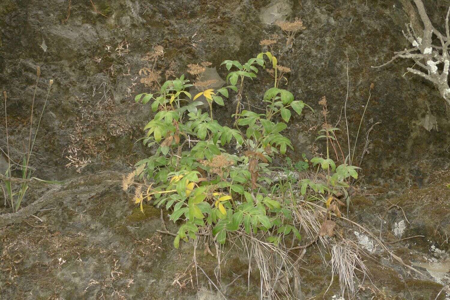 Scandia rosifolia (Hook.) J. W. Dawson resmi