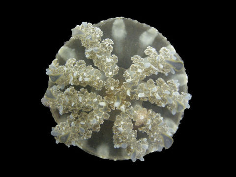 Image of Cassiopea