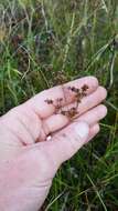 Image of grassleaf rush