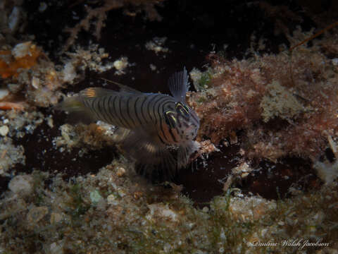 Image of Tiger Goby