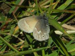 Coenonympha california Westwood (1851) resmi