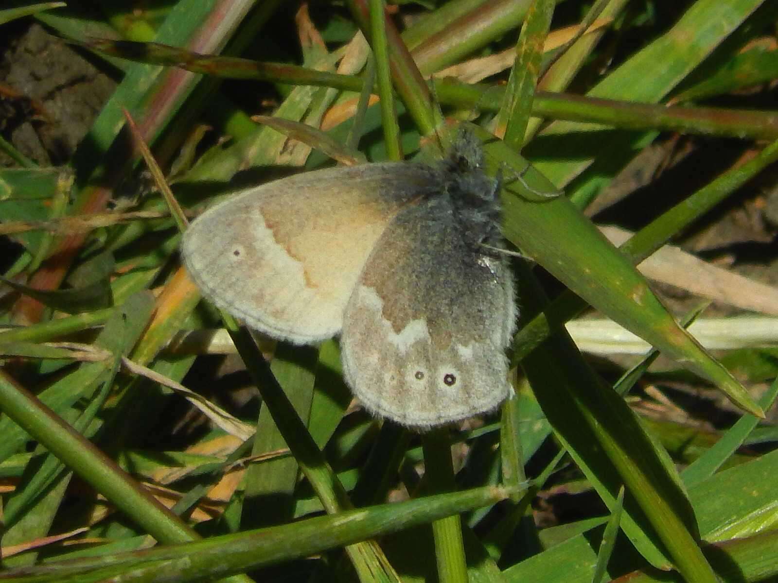 Coenonympha california Westwood (1851) resmi