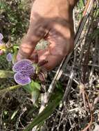 Image de Zygopetalum maculatum (Kunth) Garay