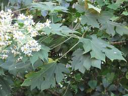 Image de Montanoa hibiscifolia (Benth.) C. Koch