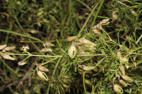 Image of Clematis leptophylla (F. Müll.) H. Eichler