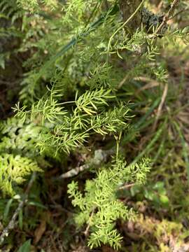 Image of Asparagus ramosissimus Baker