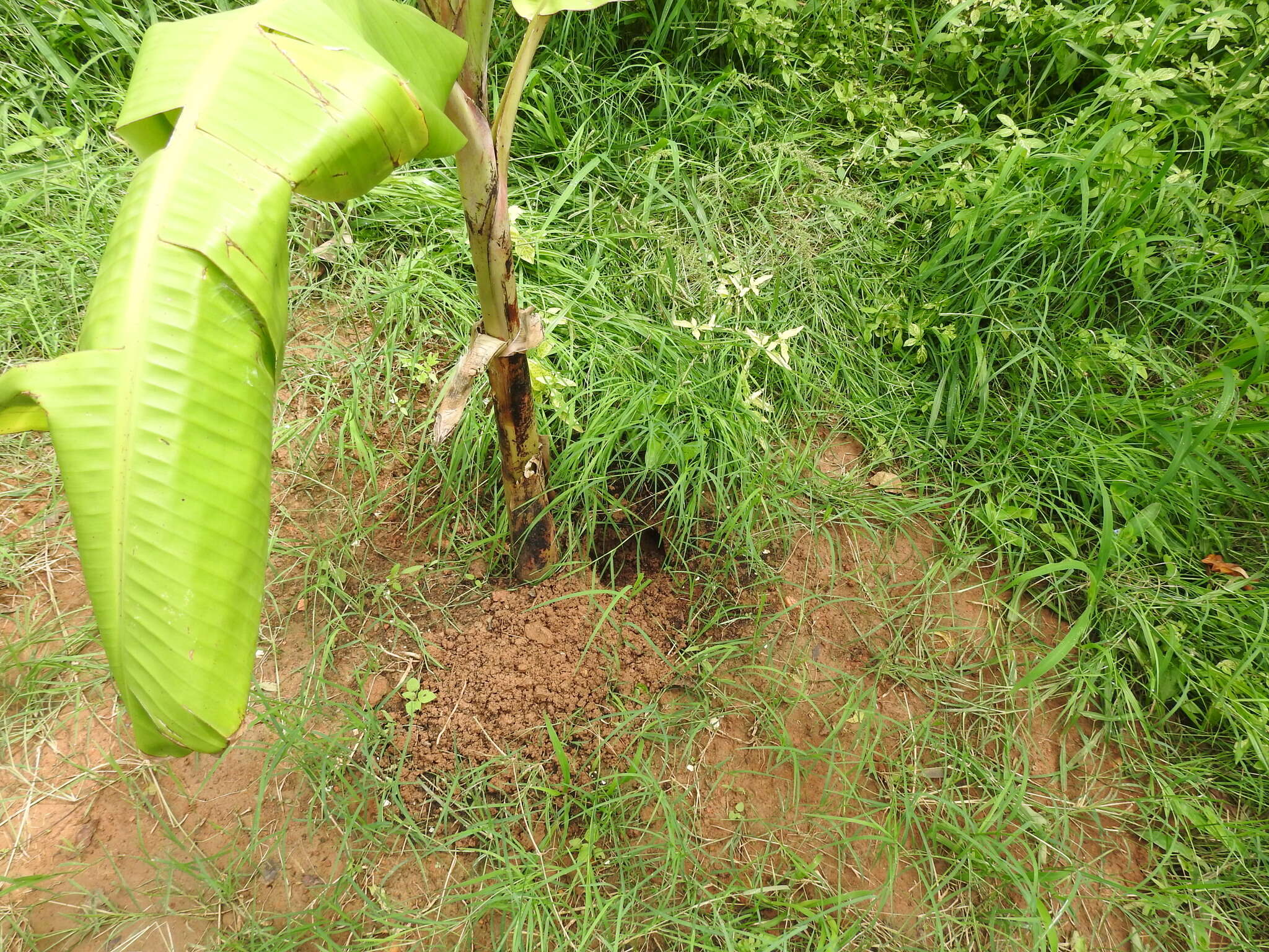 Image of Greater Bandicoot Rat