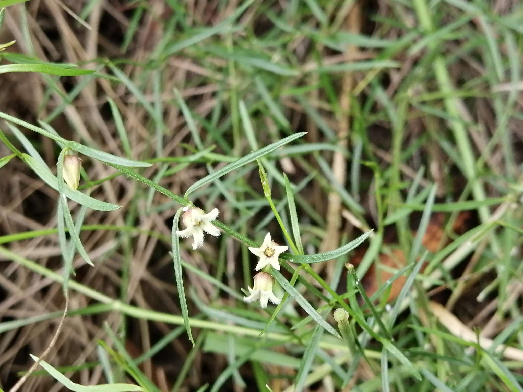 Image de Metastelma purpurascens Benth.