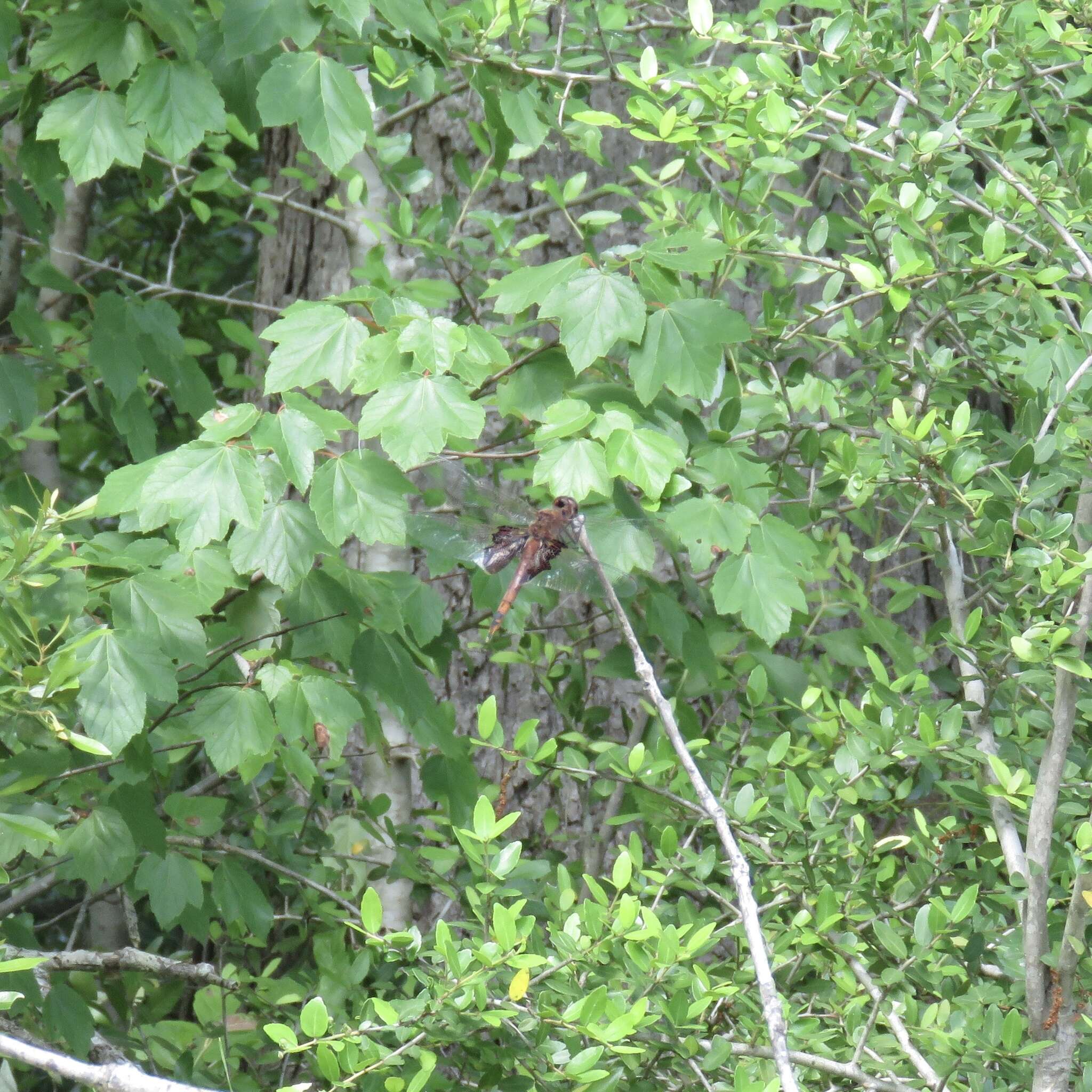 Image of Carolina Saddlebags