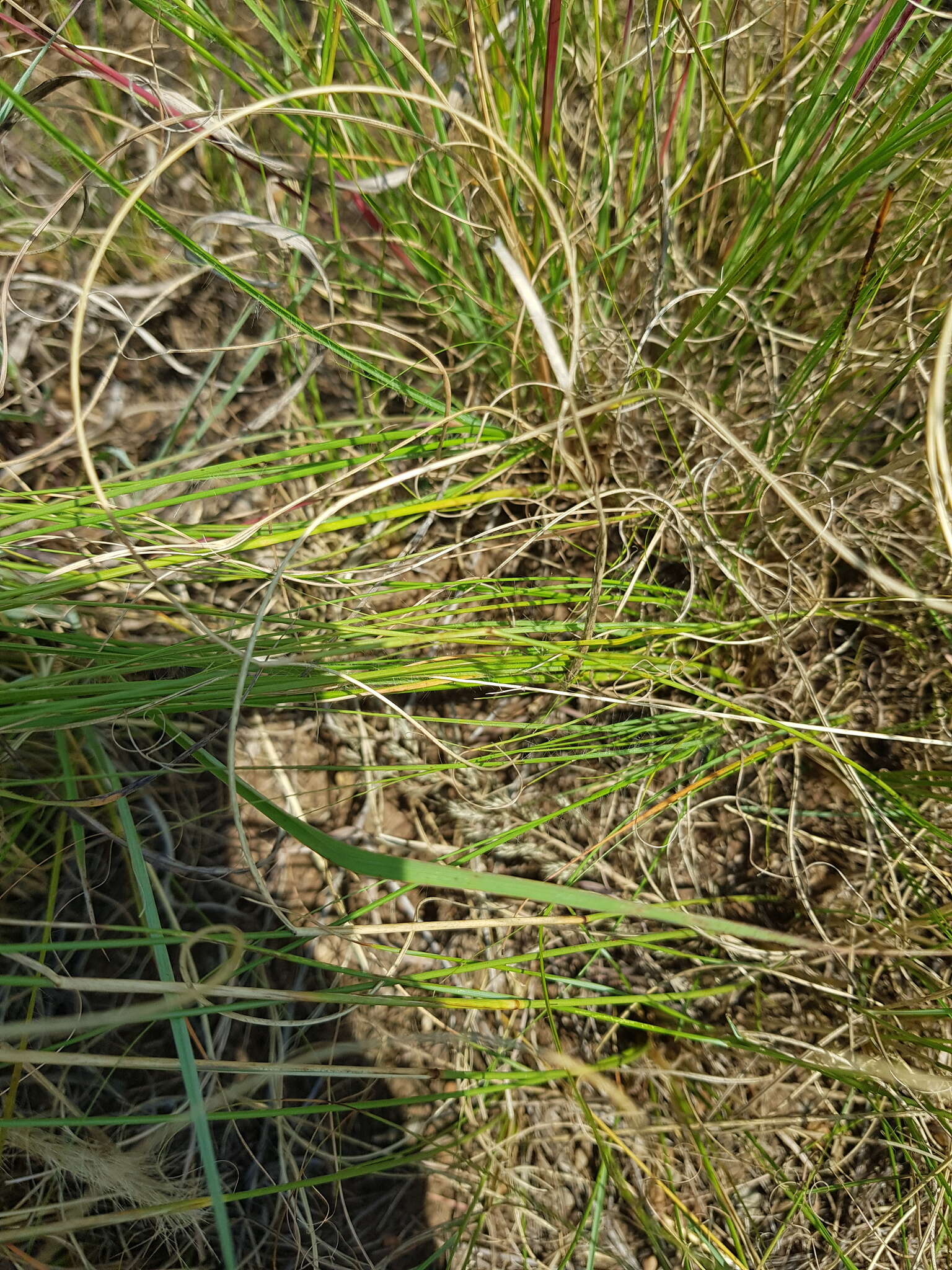 Image of Aristida diffusa Trin.