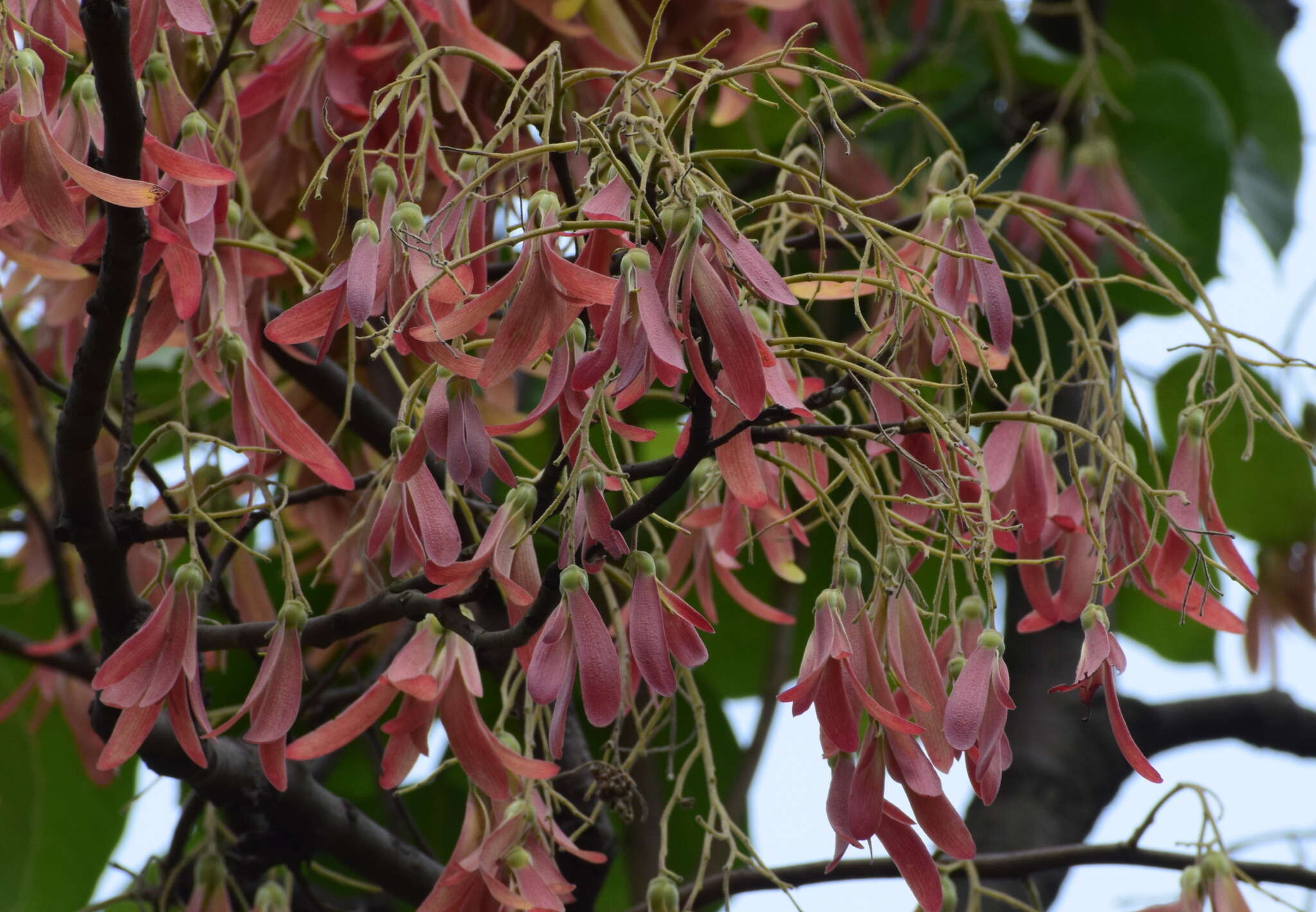 Imagem de Shorea robusta Gaertn.