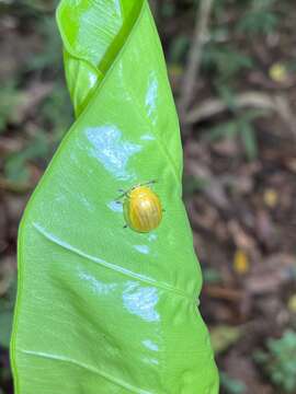 Image of <i>Oides epipleuralis</i>