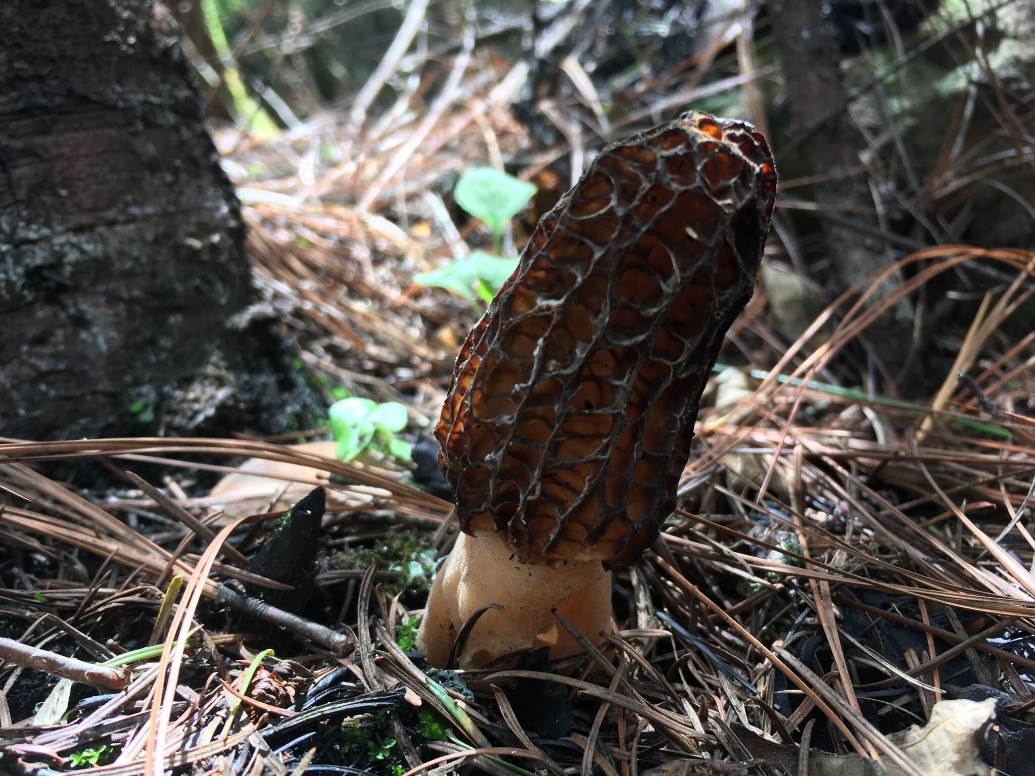 Image of Morchella sextelata M. Kuo 2012