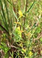 Imagem de Ludwigia linifolia Poir.