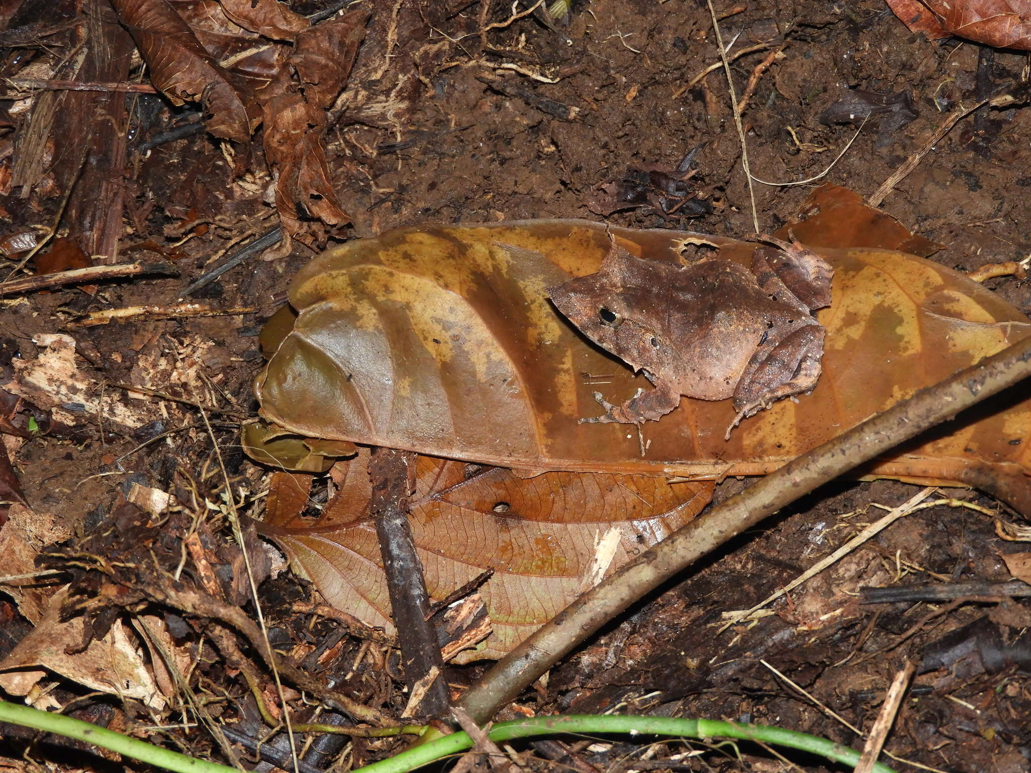 Image of Solomon Islands Leaf Frog