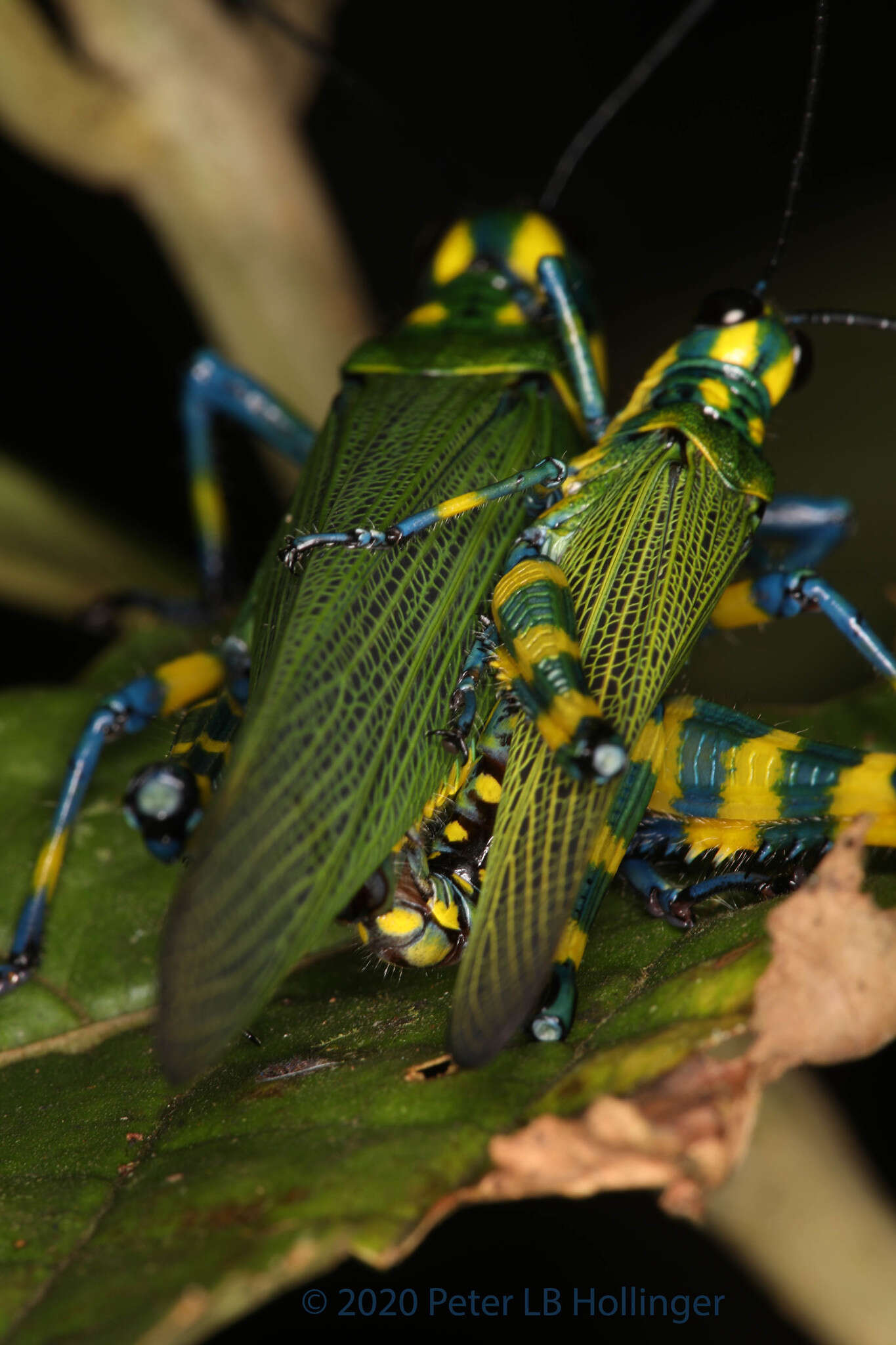 Image of Chromacris psittacus pacificus Roberts, H. R. & Carbonell 1982