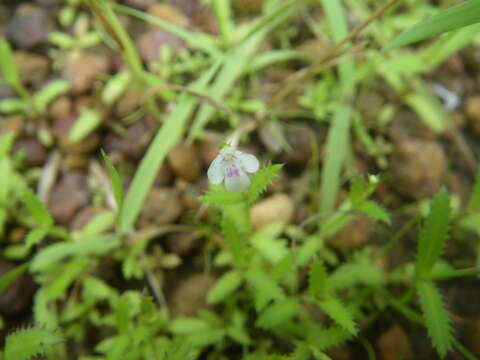 Image de Bonnaya ciliata (Colsm.) Spreng.