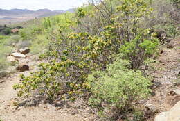 Plancia ëd Rhoicissus sekhukhuniensis Retief, S. J. Siebert & A. E. van Wyk