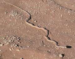 Image of Cape Sand Snake