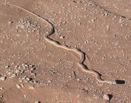 Image of Cape Sand Snake