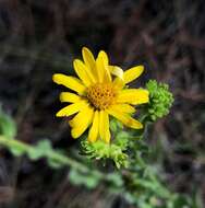 Image of pineland goldenaster