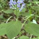 Image de Scutellaria ocmulgee Small