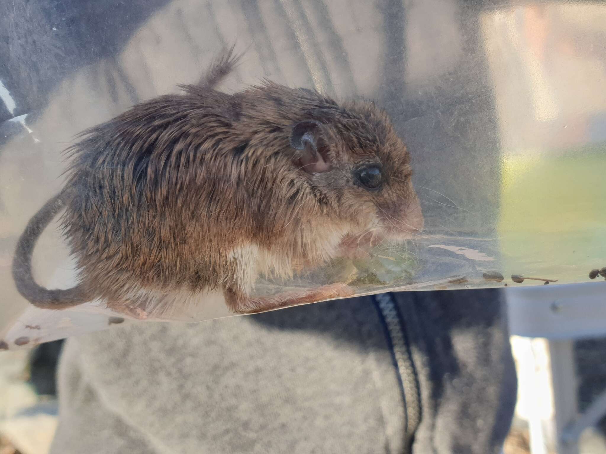 Image of Arabian Spiny Mouse