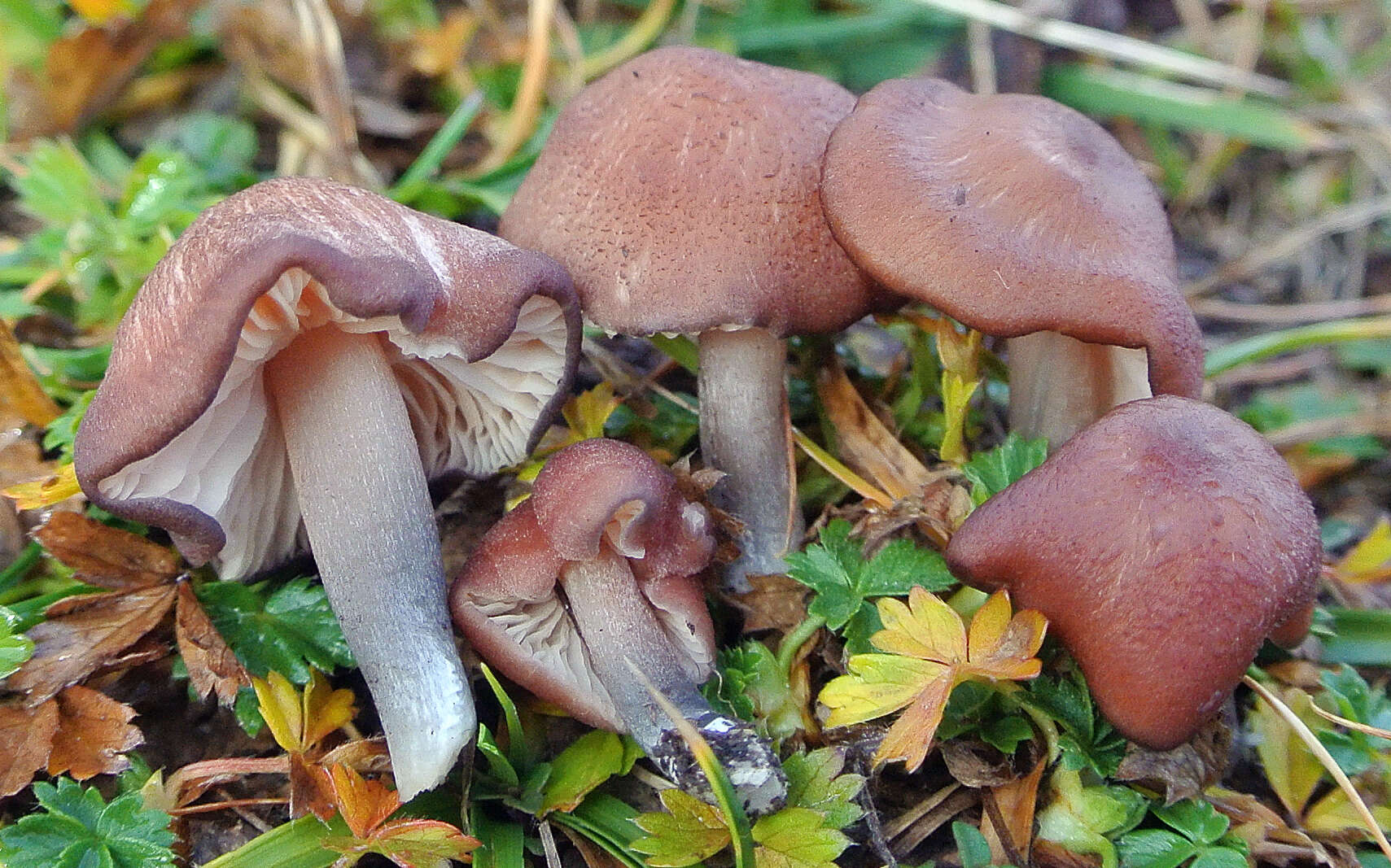 Image de Entoloma catalaunicum (Singer) Noordel. 1982