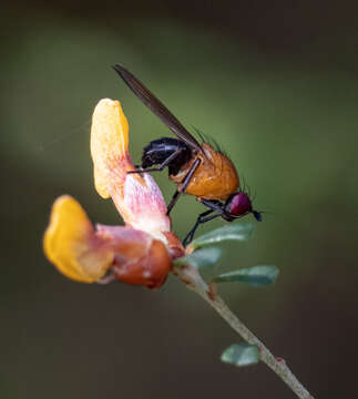 Image of Sapromyza sciomyzina Schiner 1868