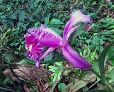 Image of Sobralia wilsoniana Rolfe