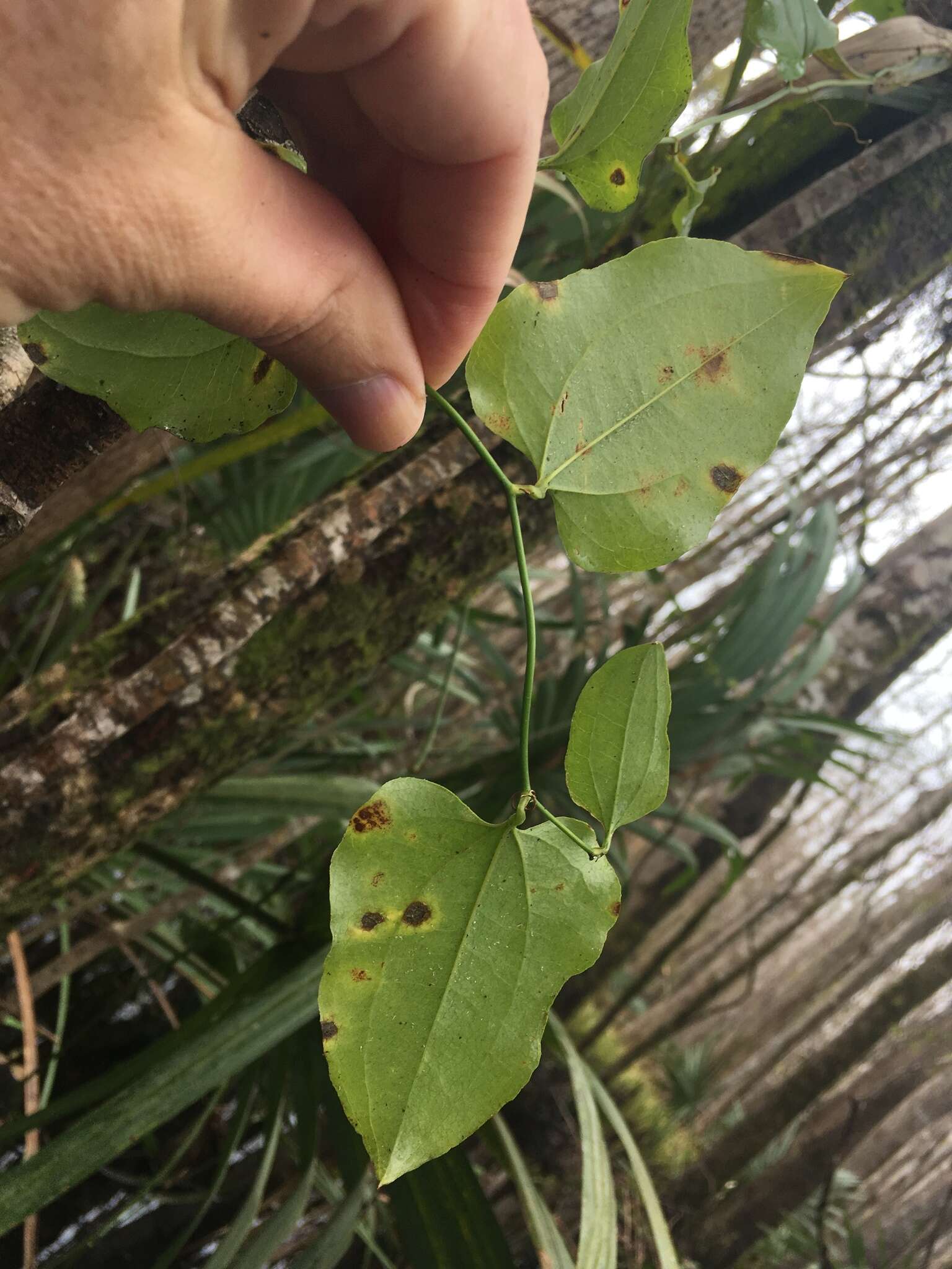 Smilax walteri Pursh resmi