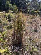 Image of Colombian bluestem