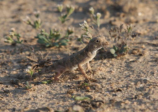 Imagem de Pristurus carteri (Gray 1863)