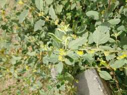 Image of Waltheria rotundifolia Schrank