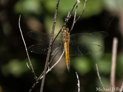 Image of Rainpool Gliders