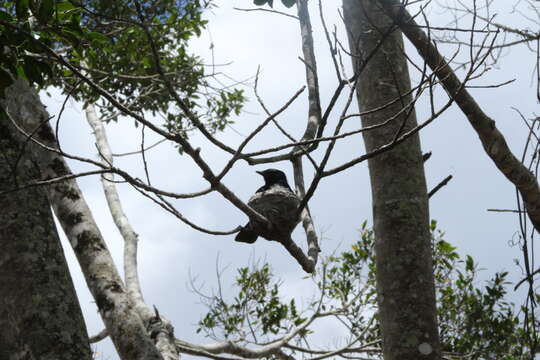 Image of Willie Wagtail