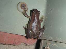 Image of Desert Tree Frog