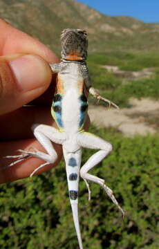 Image of Callisaurus draconoides draconoides Blainville 1835