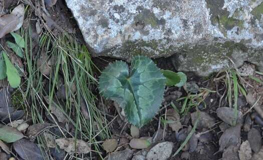 Image of Cyclamen hederifolium subsp. africanum (Boiss. & Reut.) Ietsw.