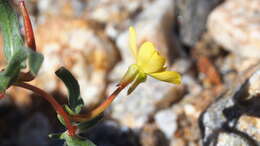 Image of paleyellow suncup