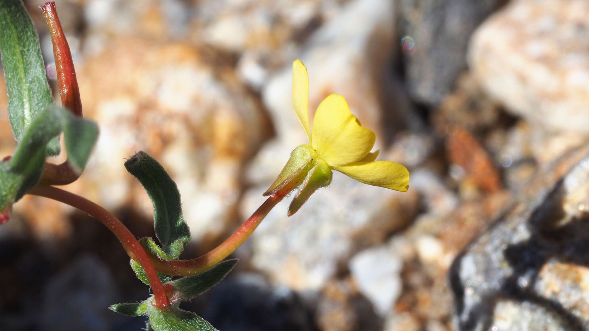 Image of paleyellow suncup