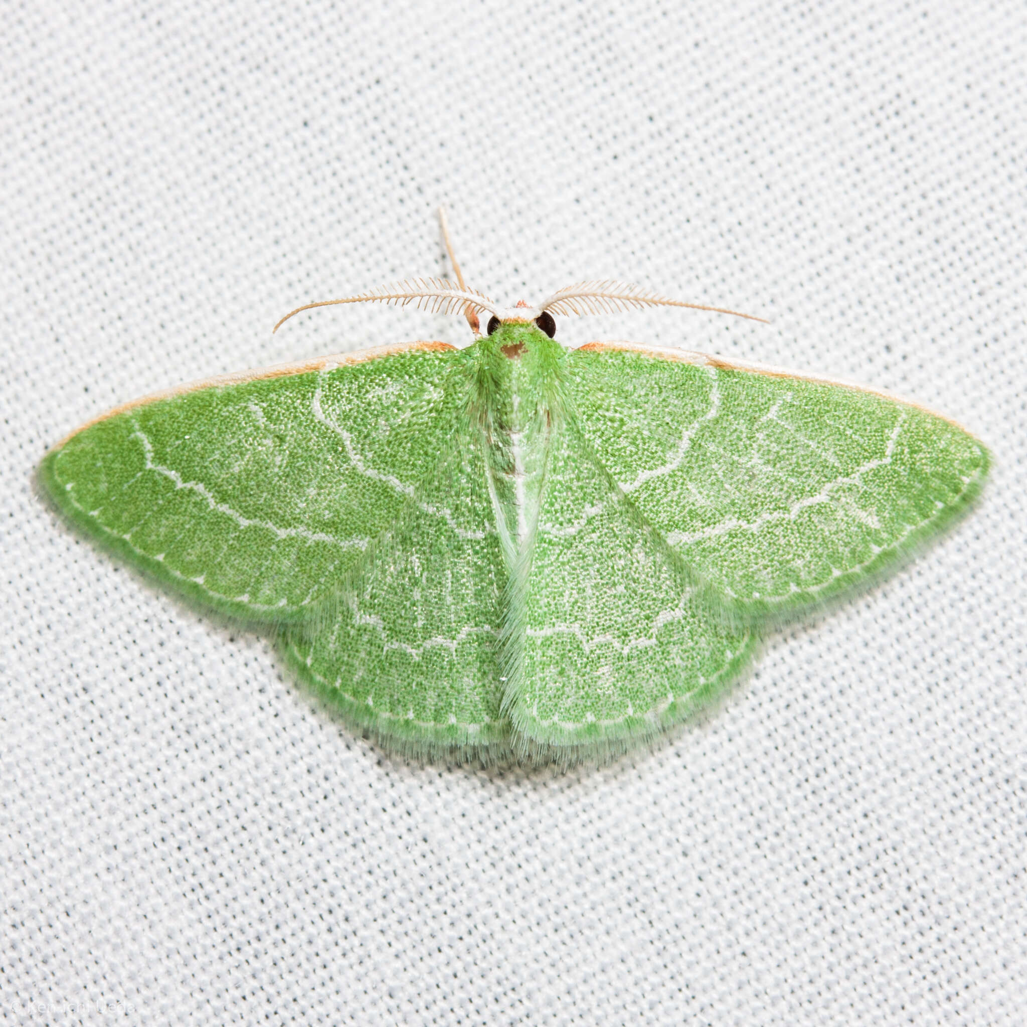 Image of Wavy-lined Emerald