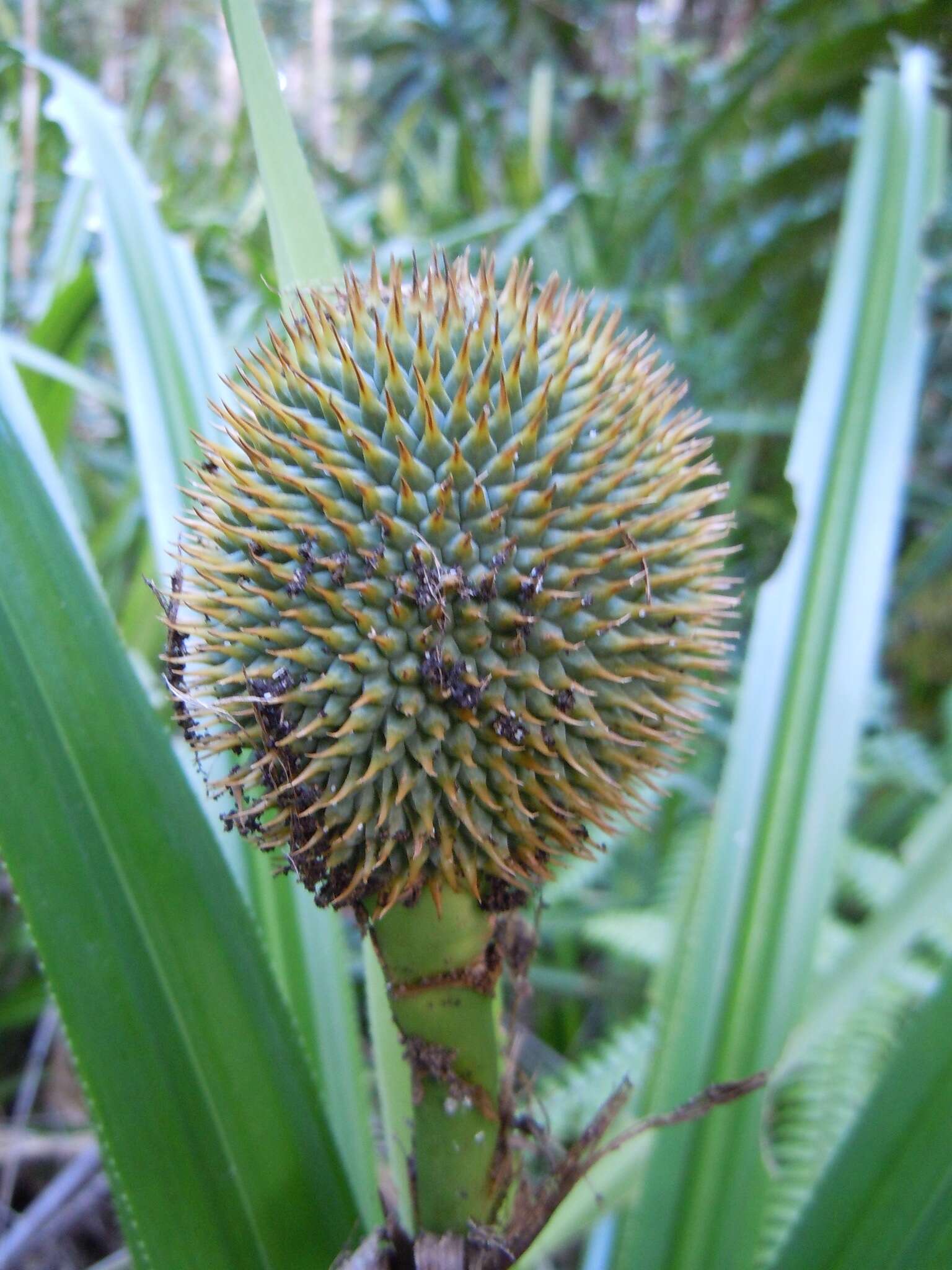 Image of Scrub breadfruit