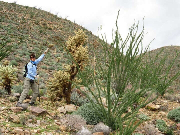 Image of Hoffmann's teddybear cholla